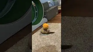 #ferretplay #ferreteria #ferretfun #feedshorts