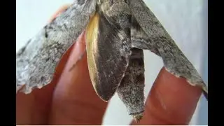 Giant Pseudo-Sphinx / Alevilla Falsa Esfinge (Pseudosphinx tetrio)