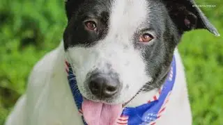 Kentucky Humane Society offering Fourth of July promotion for those looking to adopt