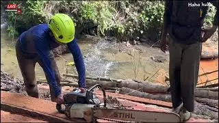 NATURE & POWER! COCONUT TREE SPLITTING BY THE WATERFALL