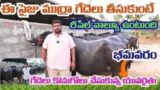 గుడ్ సైజు, క్వాలిటీ ముర్రా గేదె తీసుకుంటే రీసేల్ విలువ ఉంటుంది | Bhimavaram Farmer Purchased Buffalo