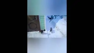 Тайга