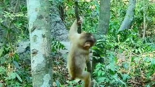 Poor abandoned monkey in Savana TeamSavana Team