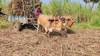 Bullock Cart Ride | Bullock Cart Race