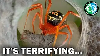 What You Should FEAR About the Red Widow