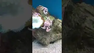 PORCELAIN CRAB 🦀 😍 #short
