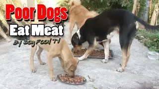Poor Dogs Eat Meat episode 639 By Dog Food TV