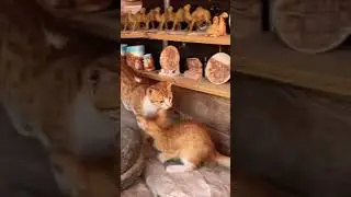 Cute #cats 🐈 at Little #Petra #Jordan 🇯🇴