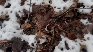 Sasquatch prints and tree breaks! Sasquatch Hotspot!