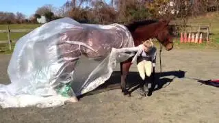 Tango walking with plastic cape
