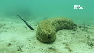 Как Рыбы-жемчужницы (сем. Carapidae) научились прятаться в анальном отверстии Морских огурцов ?