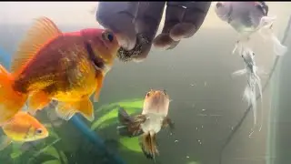 Hand feeding my aquarium fish || hand feeding my goldfish || how to hand feeding your fish 