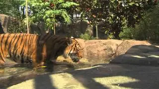 Zoo View - Tigers Like Water - Cincinnati Zoo