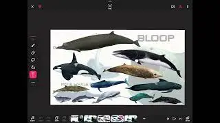 Whale size comparison with Gary &lsquo;de snake