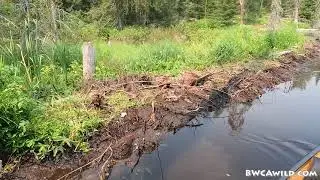 Paddling - Portage River from the Portage River portage upstream to Big Rice Lake in the BWCA