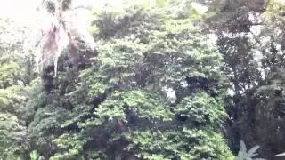 Puerto Limon