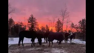 12/26/25 Happy Horses #horse #rescue #winter