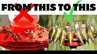How to REDUCE & ELIMINATE Yellow Jackets/WASPS on your Hummingbird Feeders.