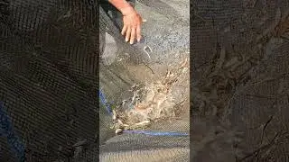 Amazing Jhar Fishing By Hand Fishing Video #fishing #fish #fishingvideo