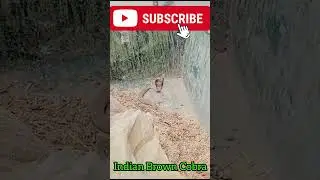 Indian Brown Cobra in feed | be careful it's snake season #animal #snake #cobra #shorts