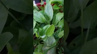 #shorts /water plants/ mexican sword propagation/water plants collection/ water plants variety