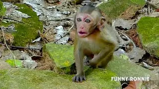 Cute abandoned baby monkey Ronnie get angry chasing Vo's Funny Ronnie call big monkey to help