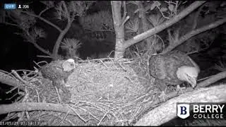 Berry College Eagles~7:14 AM Shift Change-Dad Meets Egg#2~1.5.21