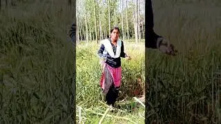 pjabhi song