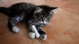 Маленький резвый котенок