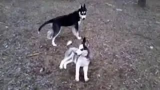 Tara huskey play