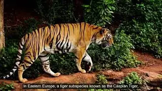 Endangered Species: Tigers