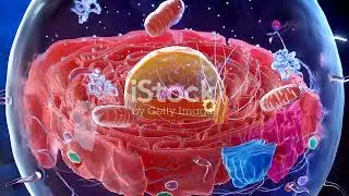 Lecture 1 : What Are Mitochondria? #Biology Learning #3d Internal view of Cell