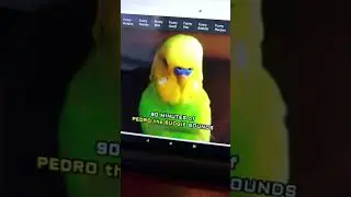 Teach your bird to talk 90 minutes of talking budgies￼