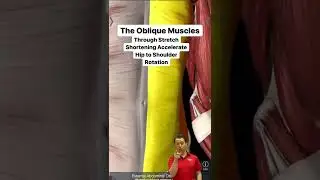 3 Muscles to Increase Throwing Velocity