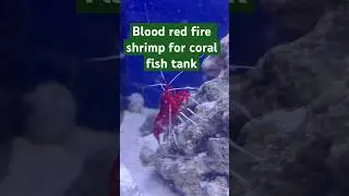 Blood red fire shrimp #saltwaterfishtank