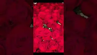 #красивые цветочки👀❤️‍🔥 #Мне подарили🥰🥰 #РоЗы🌹❤️