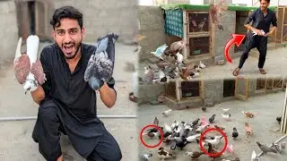 Aaj to Vip 2 kabootar pakda Liya 😍 #farming #bache #chicken