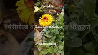 Calendula| Nature Love 💕 #gardendesign #funny #lifeisbutadream #gardenideas #nature #love #prabhat