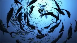Saving Our Fisheries, Protecting Our Oceans