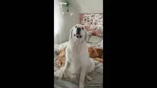 KIKO THE CANCER SURVIVOR AND WATSON THE ADORABLE DOG