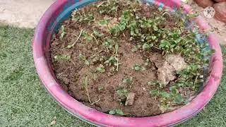 (part-2) Methi!! how to grow methi plant at home!! solankis garden🏡