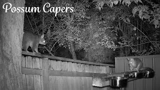 A Dry and Quiet Night for the Possums