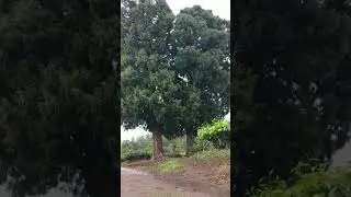 THEPPAKKULAM ESTATE- KODUVA PEERMADE. LADRUM GOVT L.P SCHOOL PEERMADE