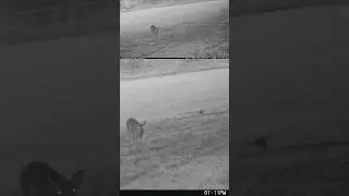 09 23 2025 Evening at the Homestead  #wildlife #deer #NatureRelaxing ##ASMRNature