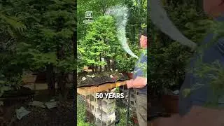 The Bonsai master! 🌳👏  -  🎥 davideasterbrook