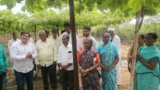 कॅलिफोर्नियाची द्राक्षे नाशिकमध्ये फुलली,पण आता शेतकऱ्याच्या नशिबावर सरकार च बुलडोझर फिरणार