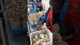 Cultivation of mushrooms from waste straw 😱
