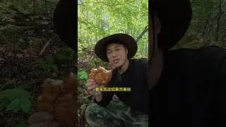 本打算今天上山采榛蘑的，结果发现好多猴头菇，榛蘑瞬间不香了。#我的乡村生活 #新农人计划2025 #大自然的馈赠 #采蘑菇 #山里蘑菇大丰收