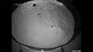 Ghost Crab escape response behavior Burrow 4