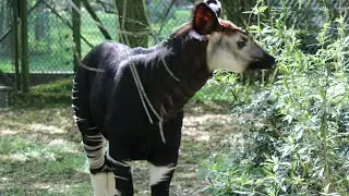 Okapi jungtier / Okapi Calf : ZOO Wuppertal 2019